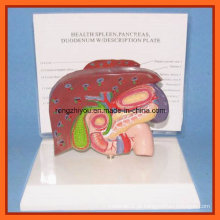 Modelo humano de fígado, baço, pâncreas e duodeno com base plástica
